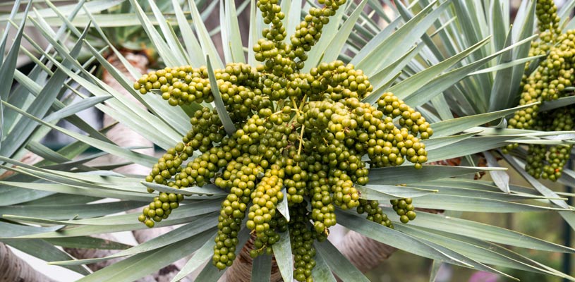 Bangalow Palm Archontophoenix cunninghamiana