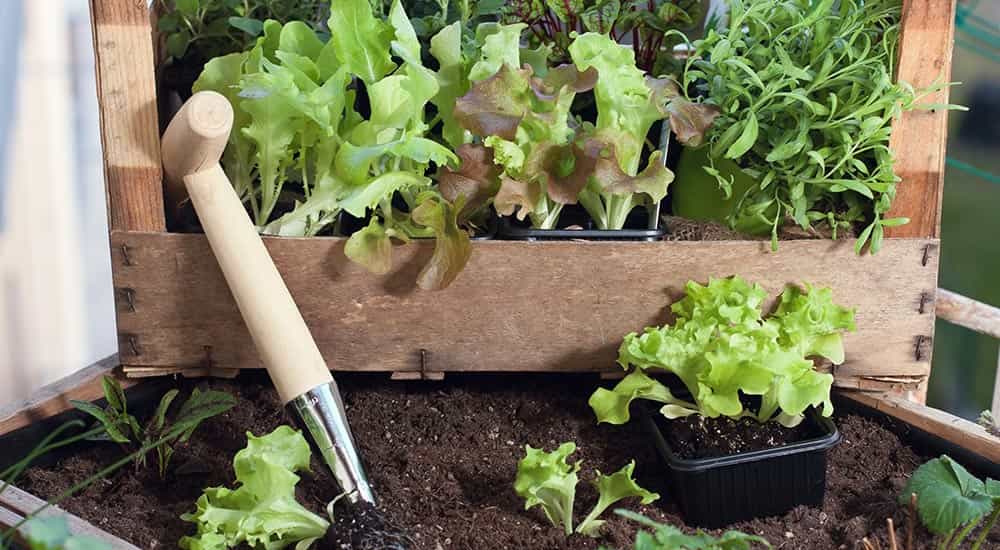 Veggie Patch Ideas For Summer & Winter Creating A Veggie Patch