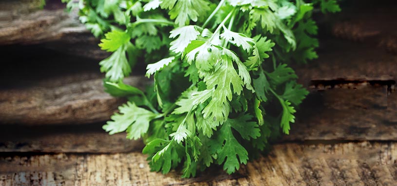 Coriander