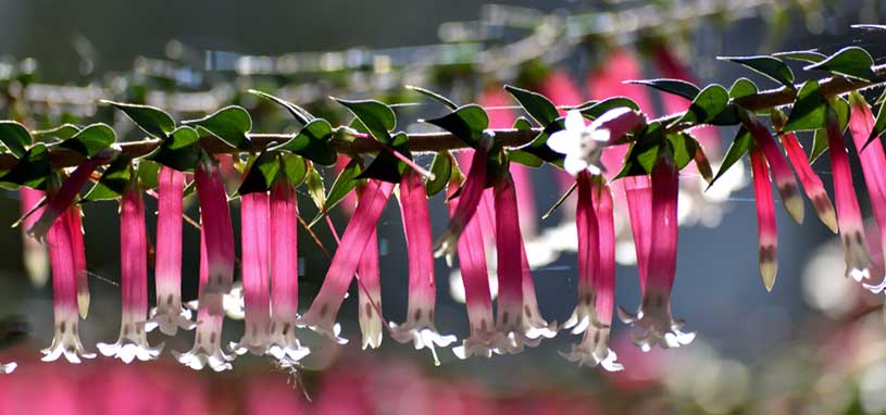 Pink Heath