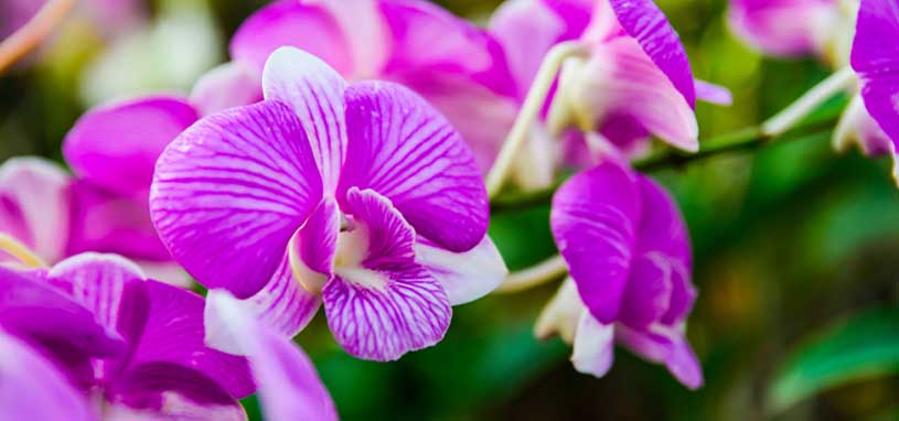Cooktown Orchid
