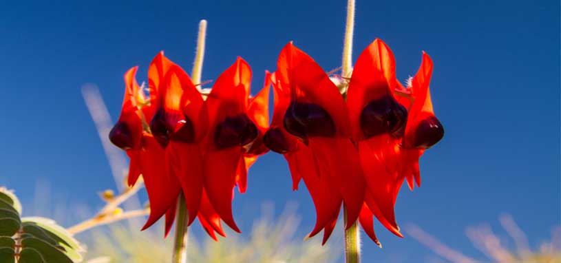 Sturt's Desert Pea
