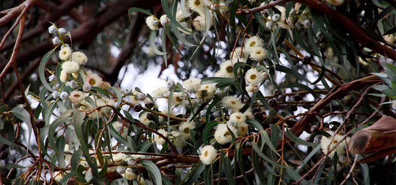Tasmanian Blue Gum