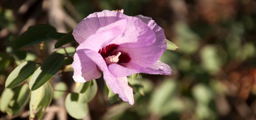 Sturt's Desert Rose