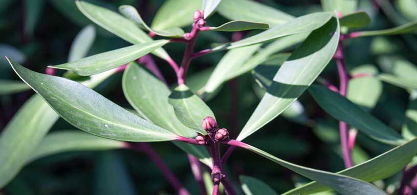 Mountain Pepper