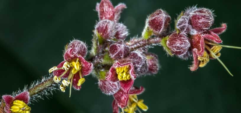 Davidson's Plum