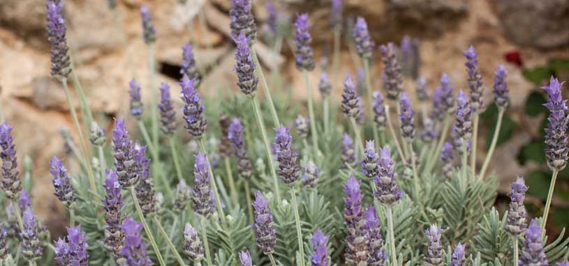 French Lavender