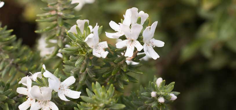 Native Rosemary