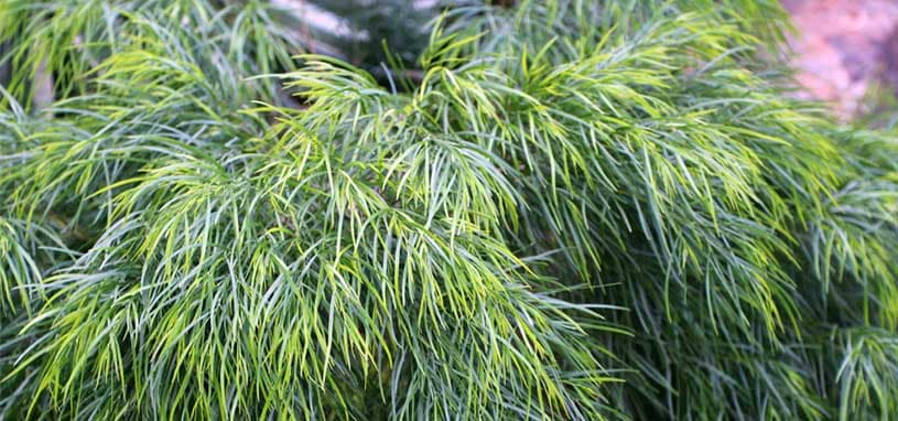 Acacia Winter Flame