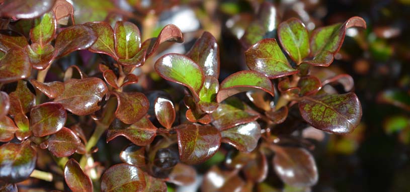 Caprosma Karo Red