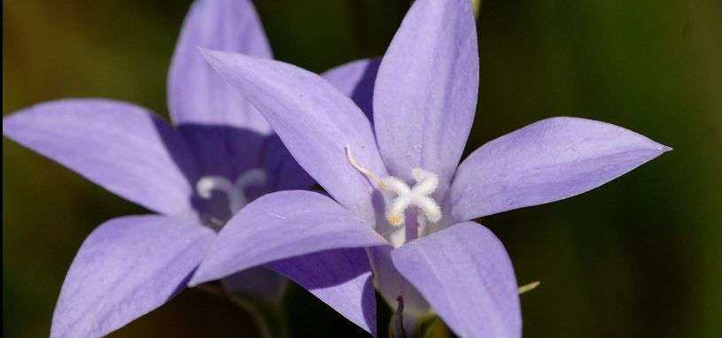 Royal Bluebell Wahlenbergia gloriosa