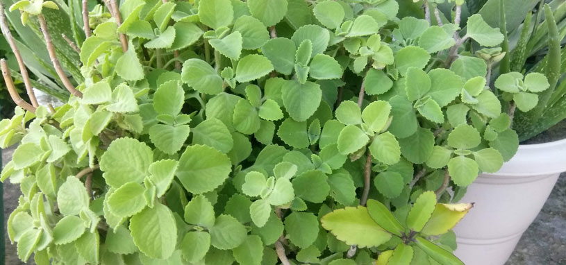shade tolerant silver spurflower