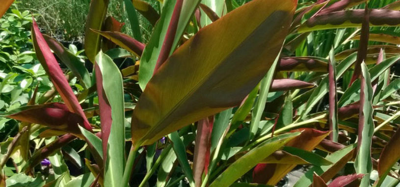 Shade tolerant redback native ginger