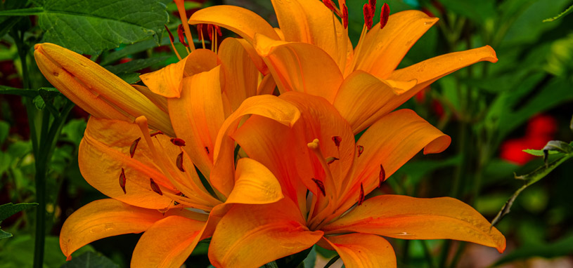 Fire lily