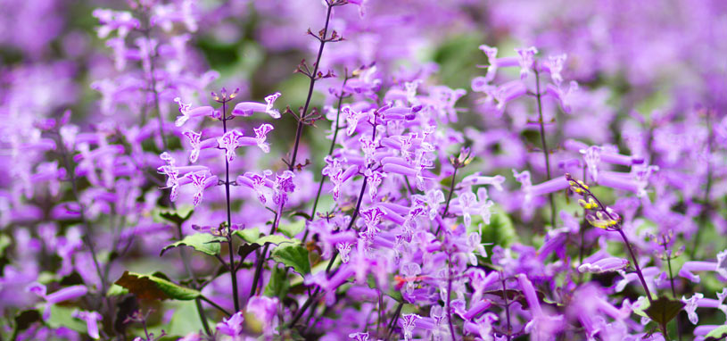 Shade tolerant mona lavender