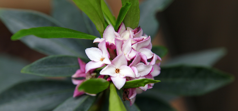 Shade tolerant winter daphne