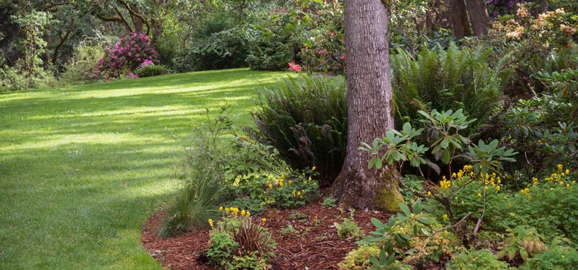 plant shrubs and keep them looking great