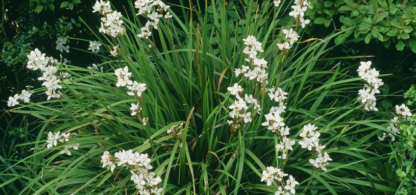Shade tolerant branching grass flag