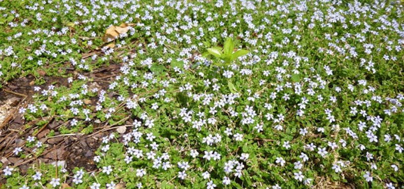 blue star creeper