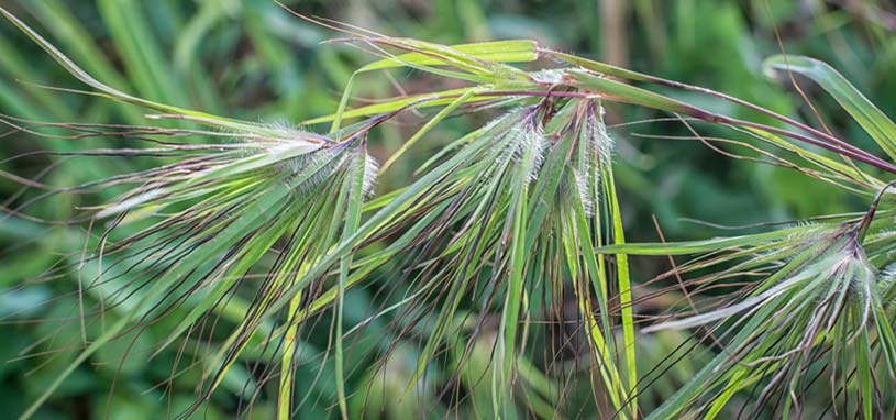 kangaroo grass