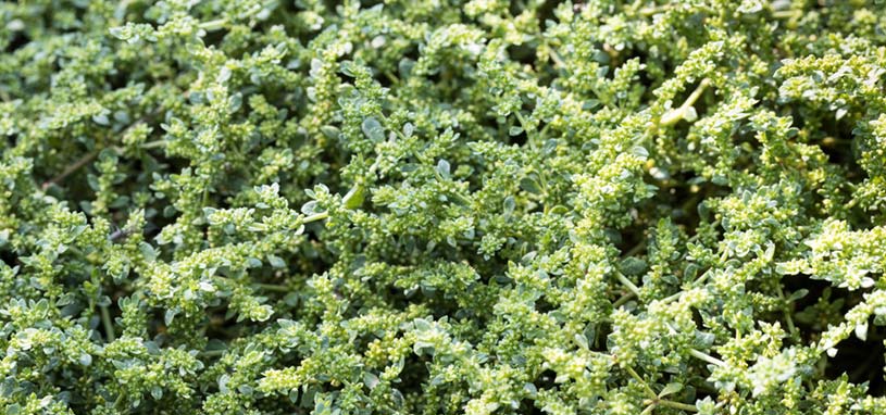 Rupturewort