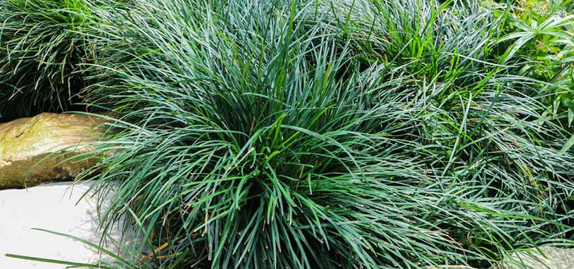 Mondo grass