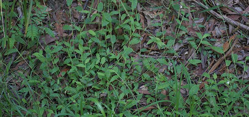 Basket grass