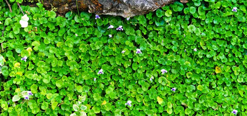 Native Viola