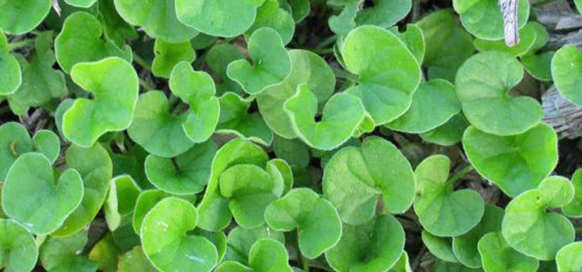 Native Kidney Weed