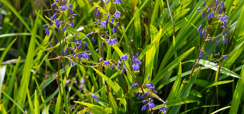 Flax Lily