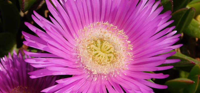 pigface