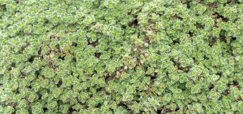 Woolly Thyme