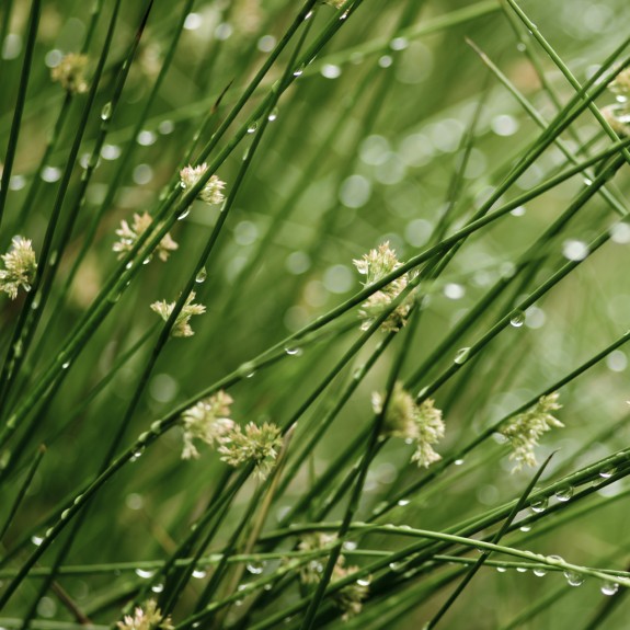 Water Plants for Sale Melbourne Water Plants for Fish Ponds