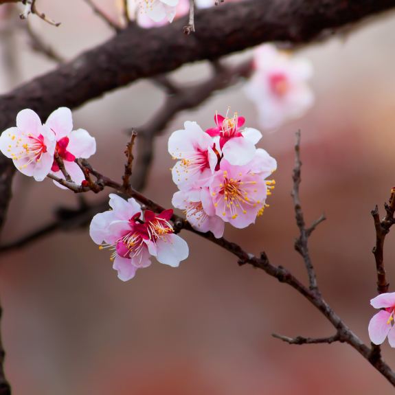 Ornamental Trees Ornamental Trees For Sale Melbourne