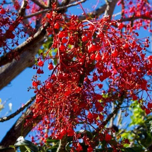 Flowering Trees Melbourne Small & Tall Flowering Trees
