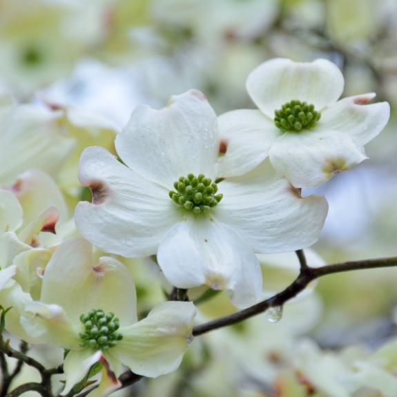 Flowering Trees Melbourne Small & Tall Flowering Trees