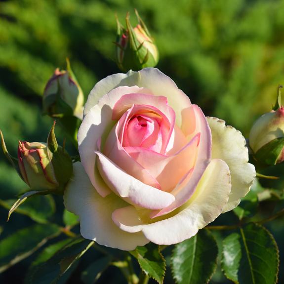 [Roses] Blushing Pierre de Ronsard