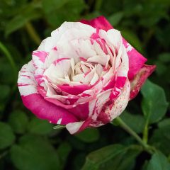 Roses Nursery Melbourne | Rose Plants Delivery Melbourne | All Green