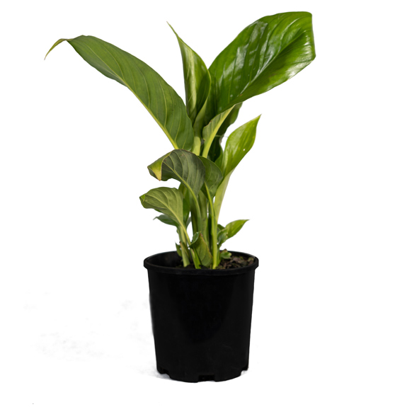 Indoor Plants for Sale Melbourne Indoor Plant Nursery All Green