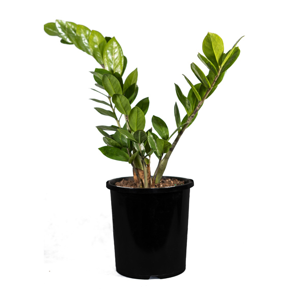 Indoor Plants for Sale Melbourne Indoor Plant Nursery All Green