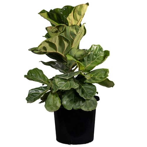 Indoor Plants for Sale Melbourne Indoor Plant Nursery All Green
