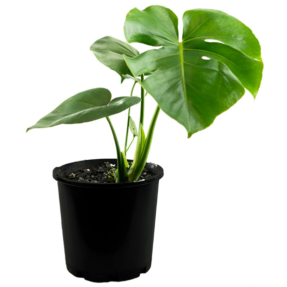 Indoor Plants for Sale Melbourne Indoor Plant Nursery All Green