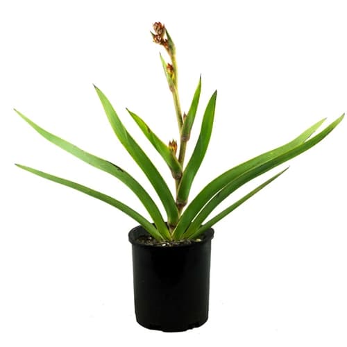 Australian Native Plants Native Plant Nursery Melbourne All Green