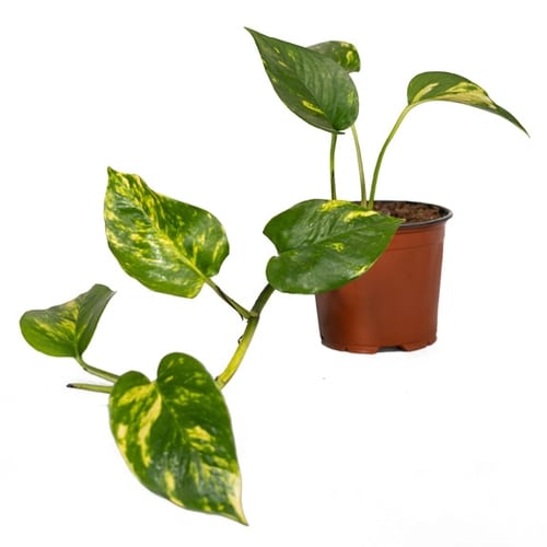 Indoor Plants for Sale Melbourne Indoor Plant Nursery All Green