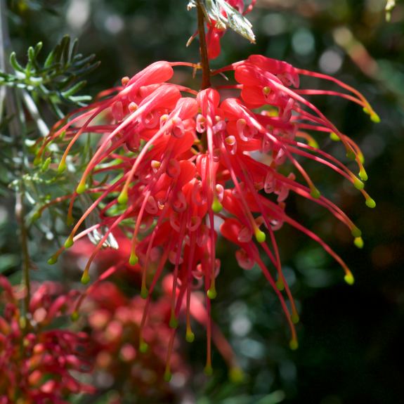 Grevilleas For Sale Buy Australian Native Grevillea Shrubs