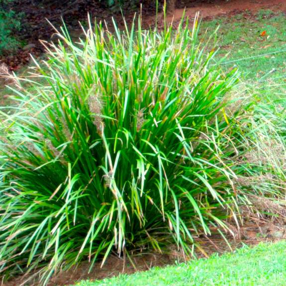 Shade Tolerant Grass Melbourne Buy Shade Grass for Delivery