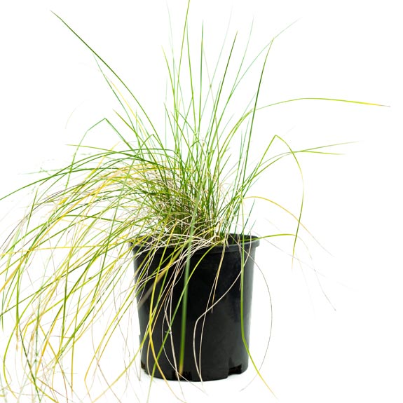 Full Sun Grass Plants Buy Full Sun Grasses Melbourne