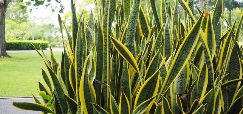 mother in law's tongue plant