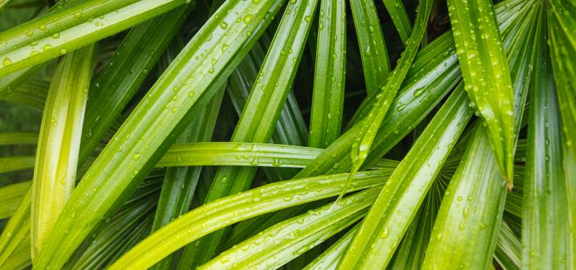 bamboo palm