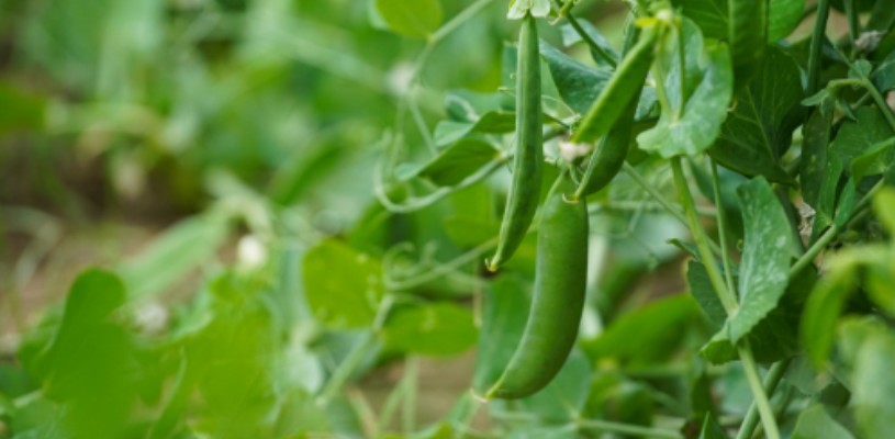 delicious peas growing in a winter veggie patch